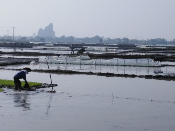 Nắng lên, nông dân tranh thủ xuống đồng ảnh 3