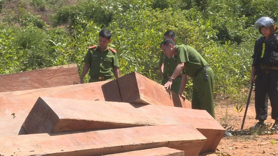 Phát hiện thêm nhiều điểm tập kết gỗ 'khủng' tại Đắk Lắk ảnh 1