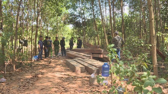 Phát hiện thêm nhiều điểm tập kết gỗ 'khủng' tại Đắk Lắk ảnh 3