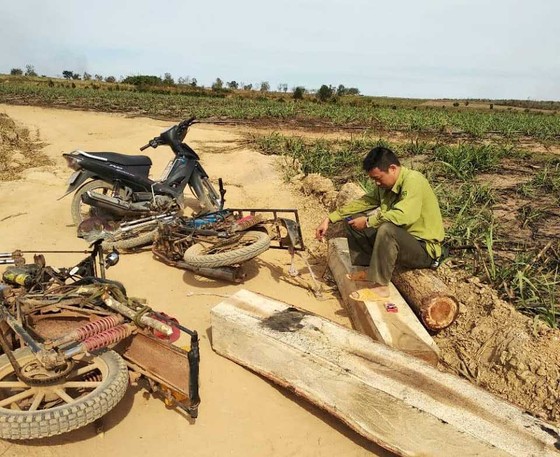 Vận chuyển gỗ lậu rồi đánh lực lượng kiểm lâm trọng thương ảnh 1
