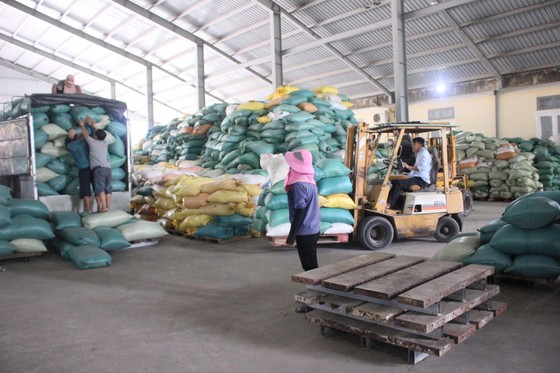 Nông dân Quảng Trị hối hả thu hoạch lúa sau khi lũ rút ảnh 2