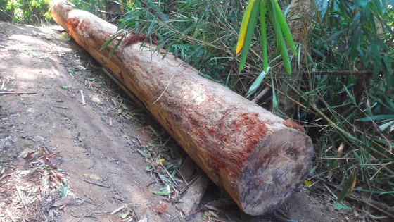 Vụ đột nhập "công trường" gỗ lậu: Truy tìm người và phương tiện khai thác 7,6m³ gỗ vô chủ ảnh 3