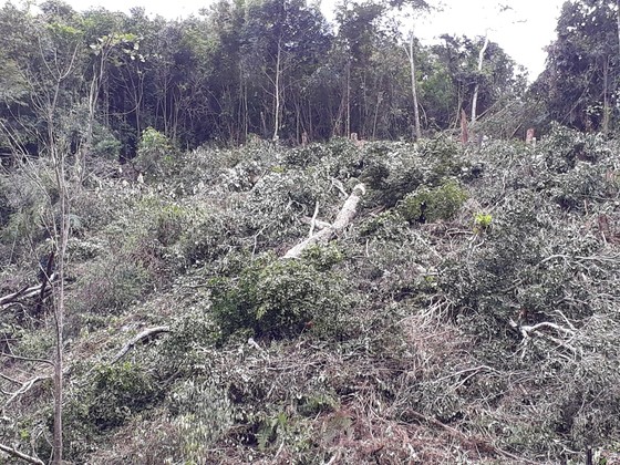 Kon Tum: Phá rừng ở nơi… cấm phá ảnh 3