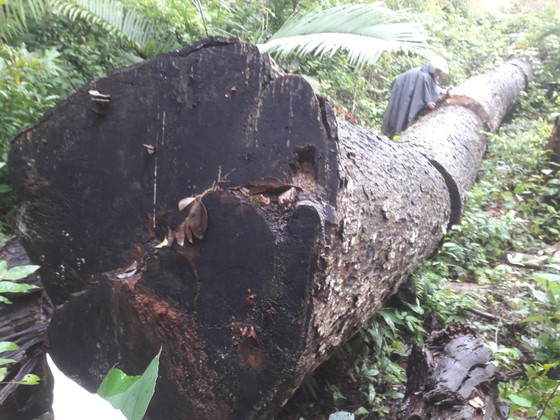 Khiển trách 2 kiểm lâm, cảnh cáo 3 viên chức công ty lâm nghiệp vì để mất rừng ảnh 1