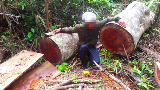 Khiển trách 2 kiểm lâm, cảnh cáo 3 viên chức công ty lâm nghiệp vì để mất rừng ảnh 4