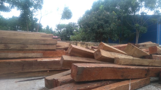 Bắt giám đốc công ty tàng trữ hàng chục khối gỗ lậu ảnh 1