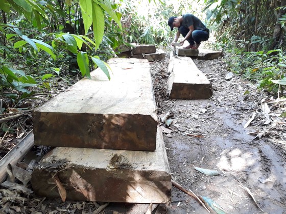 Vụ đột nhập bãi tập kết gỗ lậu ở xã biên giới: Gỗ tập kết vốn là gỗ vi phạm đã lập biên bản ảnh 1