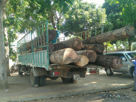 Kon Tum: Bắt vụ vận chuyển hơn 11m³ gỗ lậu ảnh 1