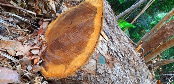2 trạm bảo vệ rừng chốt 2 đầu, lâm tặc vẫn ngang nhiên phá rừng cổ thụ ảnh 11