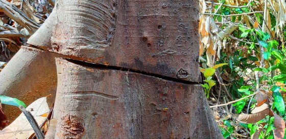 2 trạm bảo vệ rừng chốt 2 đầu, lâm tặc vẫn ngang nhiên phá rừng cổ thụ ảnh 13