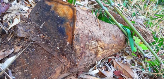 2 trạm bảo vệ rừng chốt 2 đầu, lâm tặc vẫn ngang nhiên phá rừng cổ thụ ảnh 15