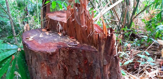 2 trạm bảo vệ rừng chốt 2 đầu, lâm tặc vẫn ngang nhiên phá rừng cổ thụ ảnh 17