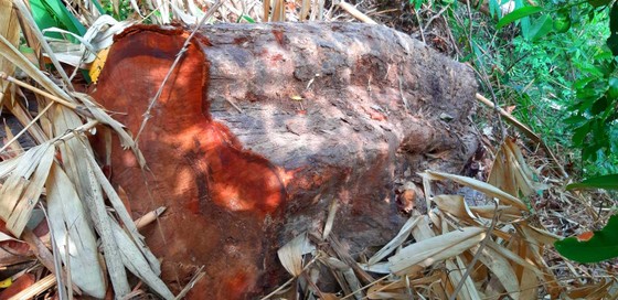 2 trạm bảo vệ rừng chốt 2 đầu, lâm tặc vẫn ngang nhiên phá rừng cổ thụ ảnh 20