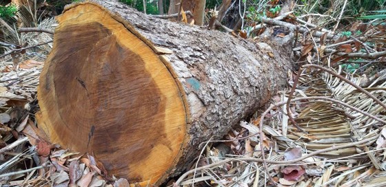 2 trạm bảo vệ rừng chốt 2 đầu, lâm tặc vẫn ngang nhiên phá rừng cổ thụ ảnh 2