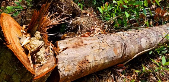 2 trạm bảo vệ rừng chốt 2 đầu, lâm tặc vẫn ngang nhiên phá rừng cổ thụ ảnh 24