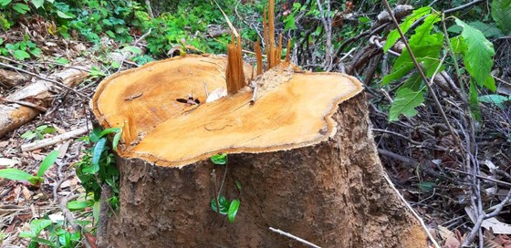 2 trạm bảo vệ rừng chốt 2 đầu, lâm tặc vẫn ngang nhiên phá rừng cổ thụ ảnh 3
