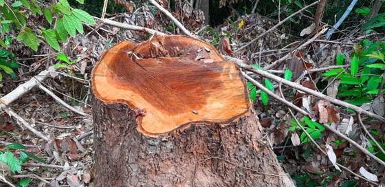 2 trạm bảo vệ rừng chốt 2 đầu, lâm tặc vẫn ngang nhiên phá rừng cổ thụ ảnh 5