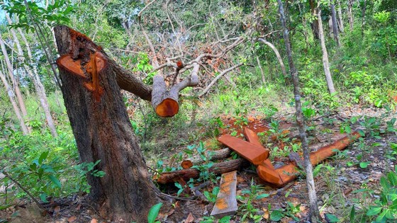Rừng bị đốn hạ la liệt ở huyện biên giới Chư Prông (Gia Lai) ảnh 4