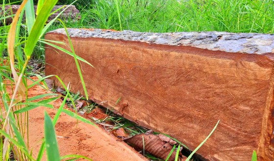 Rừng bị đốn hạ la liệt ở huyện biên giới Chư Prông (Gia Lai) ảnh 1