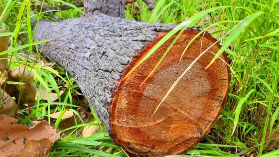 Rừng bị đốn hạ la liệt ở huyện biên giới Chư Prông (Gia Lai) ảnh 21