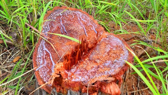 Rừng bị đốn hạ la liệt ở huyện biên giới Chư Prông (Gia Lai) ảnh 24