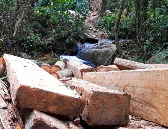 Điều tra đối tượng 'xẻ thịt' rừng Kon Tum ảnh 1