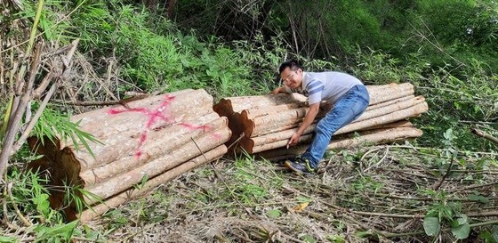 Đề nghị kiểm điểm trách nhiệm 2 ban quản lý rừng vì để phá rừng ảnh 1