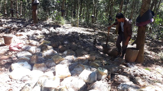 Yêu cầu đánh giá toàn diện việc đầu tư thủy điện Plei Kần ảnh 2