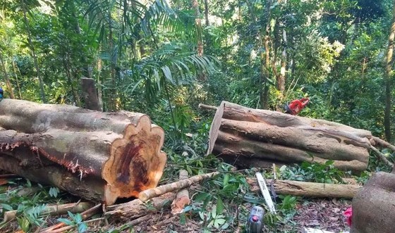 Gia Lai: Khởi tố lâm tặc cưa hạ gỗ gõ cổ thụ ảnh 1