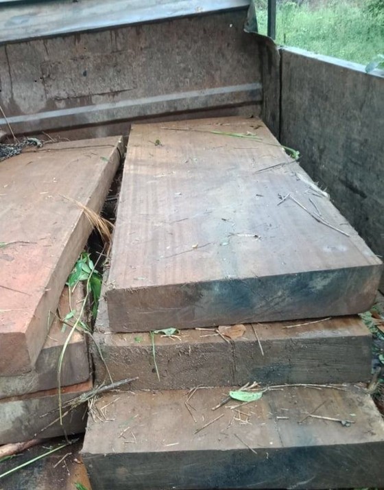 Kon Tum: Khởi tố vụ cưa hạ gỗ dổi cổ thụ ảnh 2