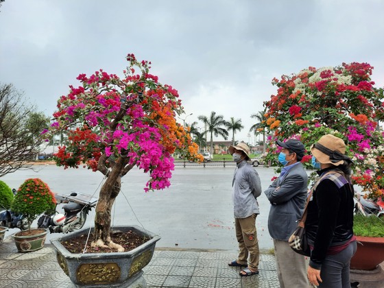 Tiểu thương chợ hoa tết ở Đà Nẵng 'nhớ' người mua ảnh 4