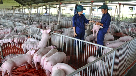 Heo giống quyết đinh hiệu quả kinh tế trong chăn nuôi ảnh 2