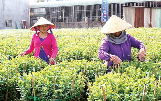Vào mùa hoa kiểng tết ảnh 4