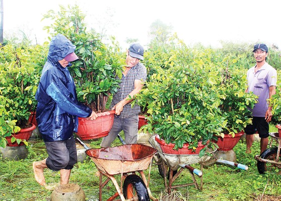 Vào mùa hoa kiểng tết ảnh 5