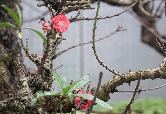 Bí kíp làm giàu từ đào Thất Thốn ảnh 2
