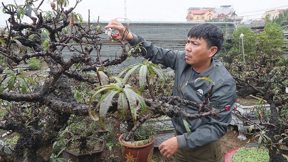Bí kíp làm giàu từ đào Thất Thốn ảnh 1