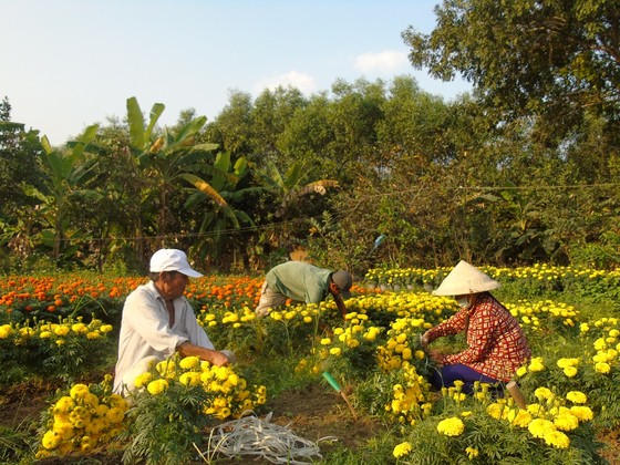 Ngập tràn sắc hoa xuân Đông Nam bộ ảnh 1