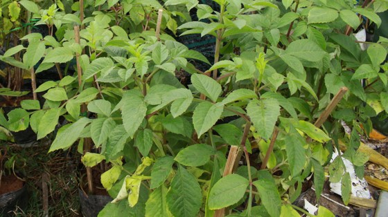 Làng hoa Vân Dương vượt khó phục vụ tết ảnh 9