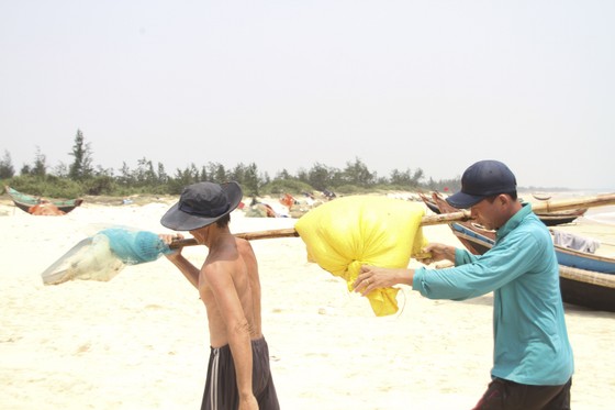 Ngư dân vùng bãi ngang Quảng Trị được mùa ốc ruốc ảnh 11