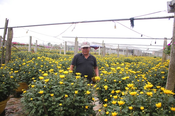 Làng hoa An Lạc hối hả vào vụ tết ảnh 1