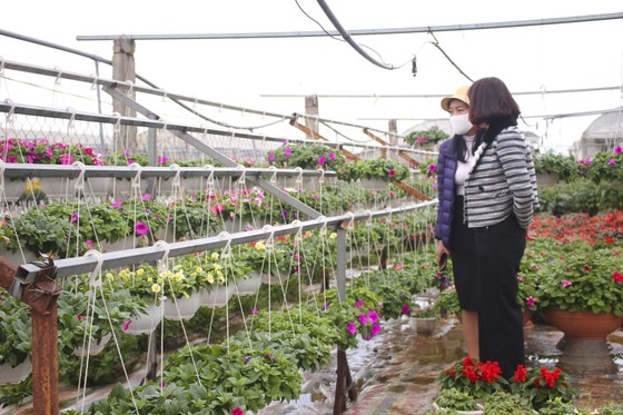 Làng hoa An Lạc hối hả vào vụ tết ảnh 8