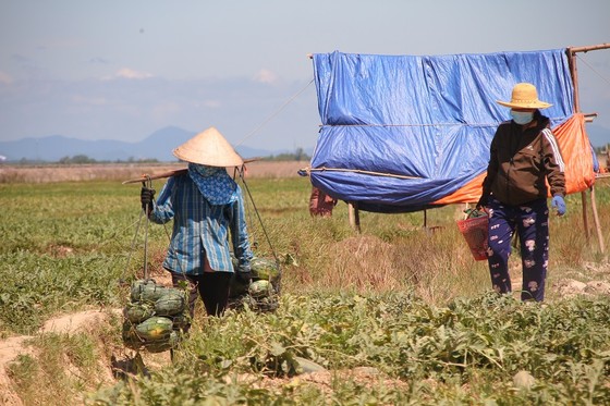 Trồng dưa hấu trên đất lúa mùa khô hạn cho thu nhập cao ảnh 1