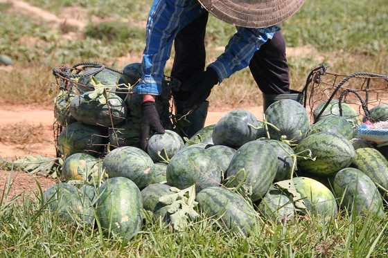 Trồng dưa hấu trên đất lúa mùa khô hạn cho thu nhập cao ảnh 5