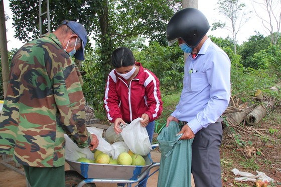 Nông dân Quảng Trị tìm đầu ra cho trái cam ảnh 4