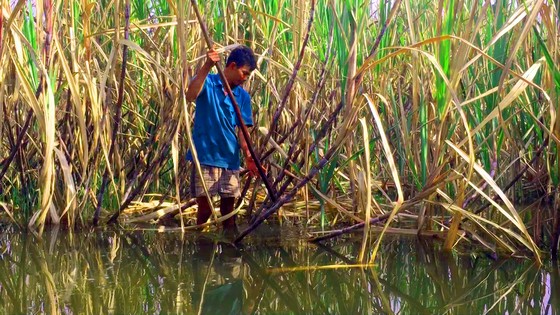 Hậu Giang: Nước dâng cao, hàng loạt liếp mía vàng lá ảnh 1