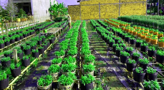 Trái cây tạo hình, hoa kiểng chuẩn bị ra phố chợ ở miền Tây ảnh 3