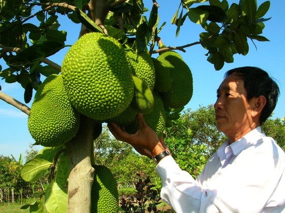 Mít thái rớt giá 'không phanh' ảnh 1