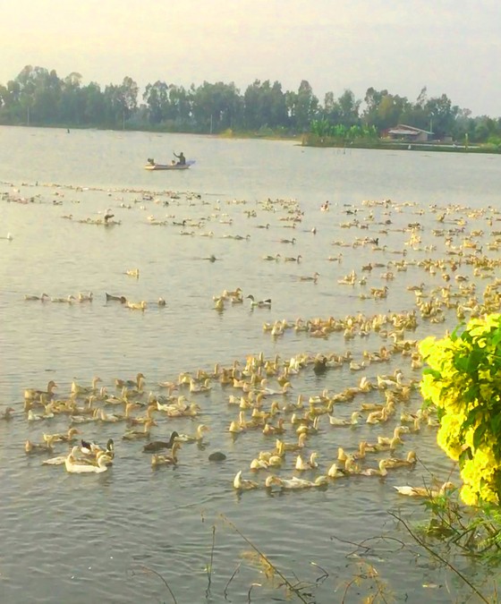 Hậu Giang: Gần 10.000 ha lúa, cây ăn trái thiệt hại do mưa lũ ảnh 2