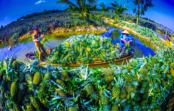 Hậu Giang tập trung nâng cao giá trị chuỗi sản phẩm OCOP ảnh 1