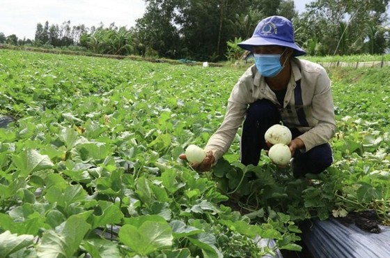 Hậu Giang: Nỗ lực kết nối đầu ra cho nhiều nông sản ảnh 2
